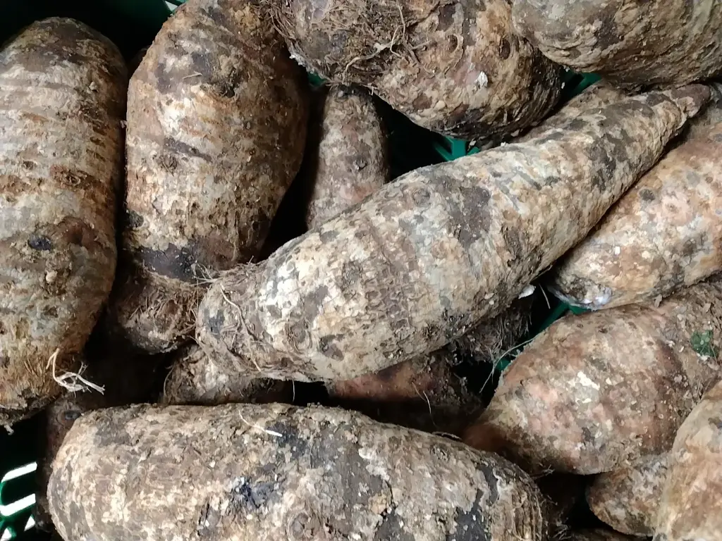 Cocoyam Uganda (Prix/Kg) 