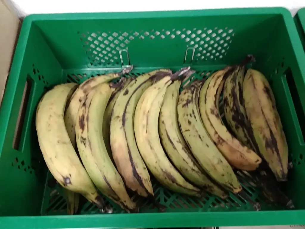 Promotion Plantains Verts 1,50 euros/kg