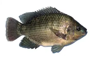 Box Royal Sea Food Tilapia Noir 500/700 4kg (Prix/Boite) 