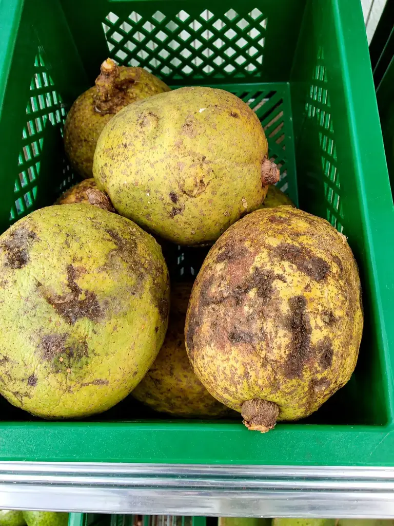Madd de Senegal - Grand