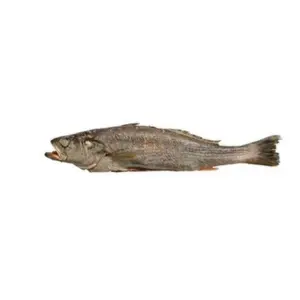 Box of Ocean Delight Kandratikie/Bar Whole Gutted 10KG (450-900g)