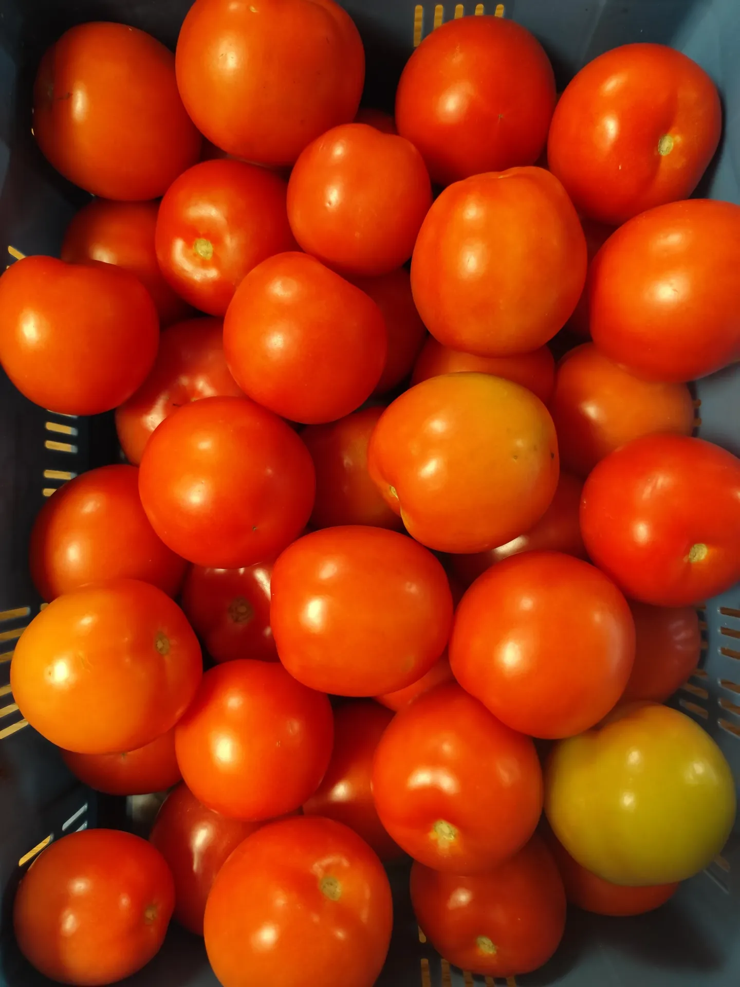 Tomates (Belgique)