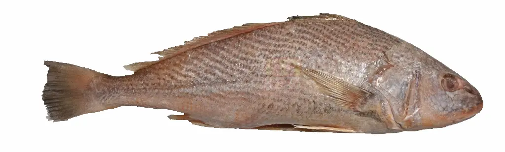 PERFIT YELLOW CROAKER Grand( Prix/Kg)