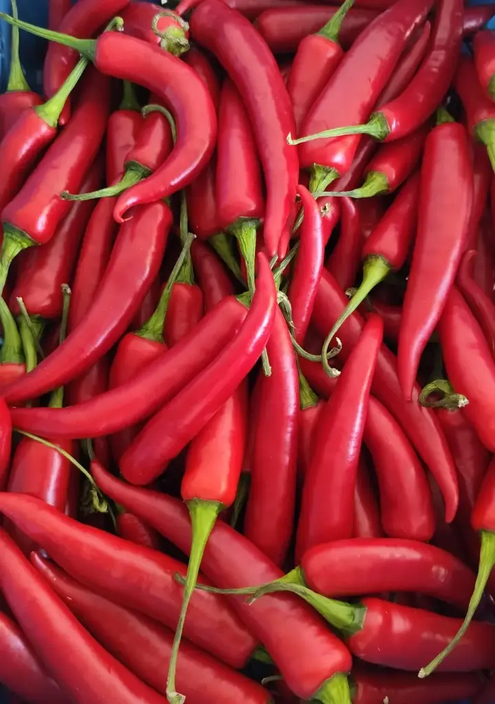Piment long rouge /kg