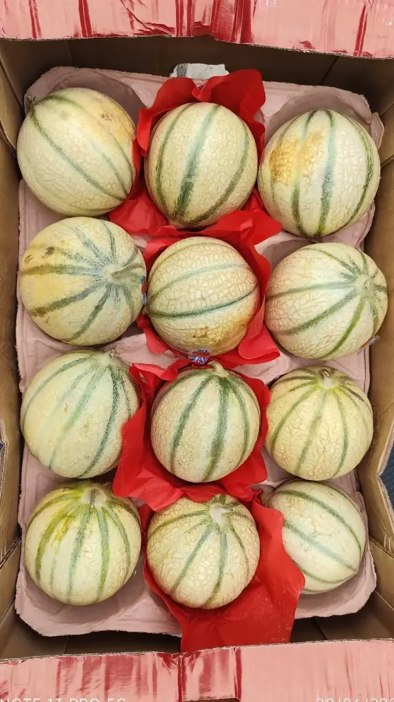 Melon charentais 