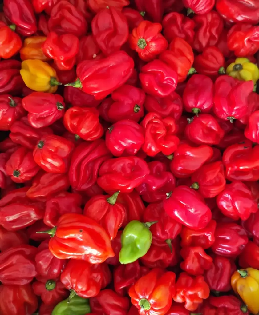 Pili Pili Rouge-Piment Rouge-Red Habenero- (Prix/KG) 