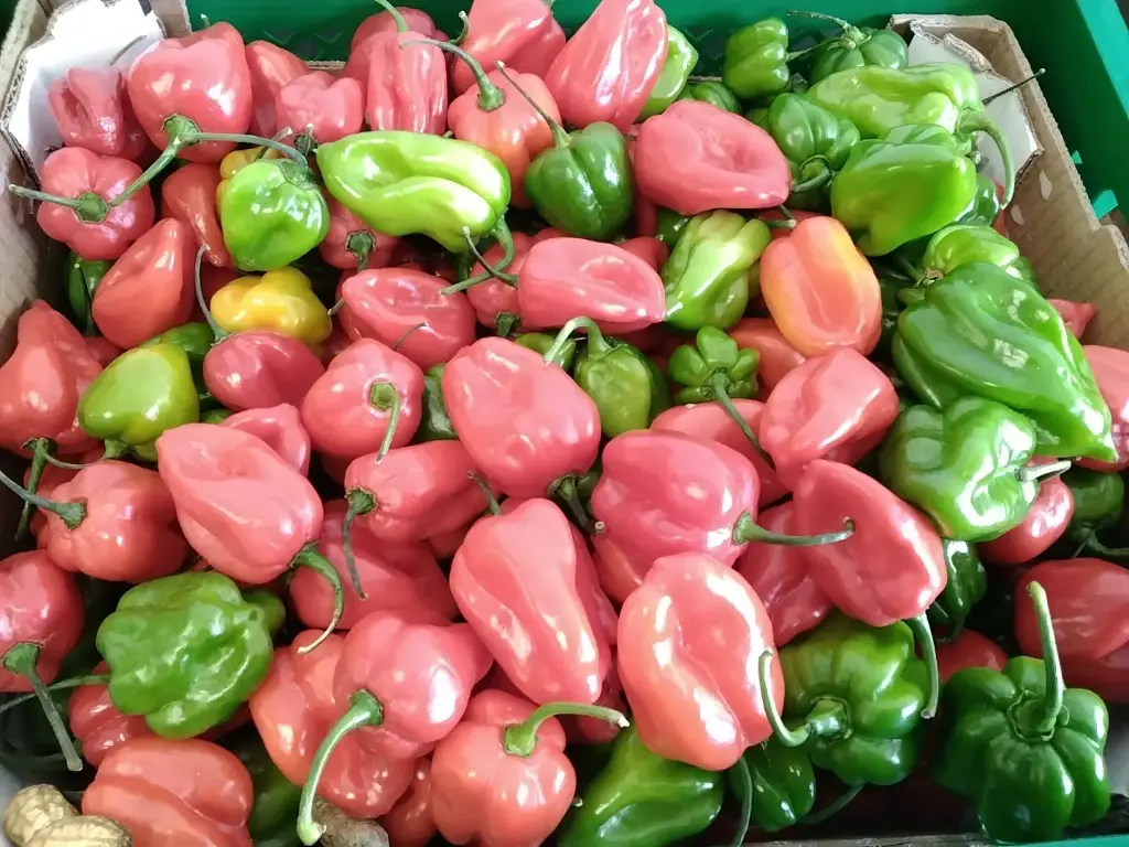 Mix Pili-pili- Habanero Pepper (prix/kg)