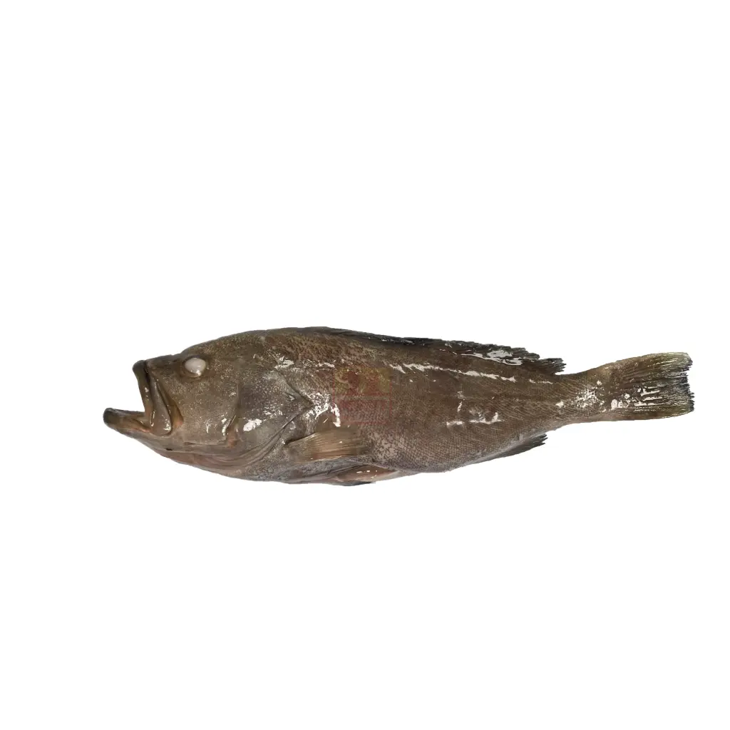Grouper-Thiof-Merou-d'Argentine- Prix/kg 