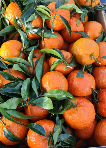 Clementines Feuilles _ Prix/Kg