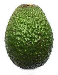Avocat Moyen- Avocado Medium