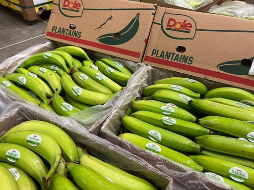 Carton de plantins-23kg 
