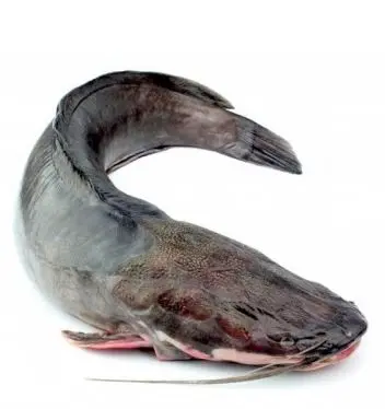 Frozen Catfish Ultimate N'golo 500-800g 