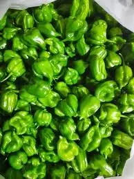 Piment Vert- Green Pepper (Prix/KG) 