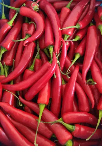 Piment long rouge /kg
