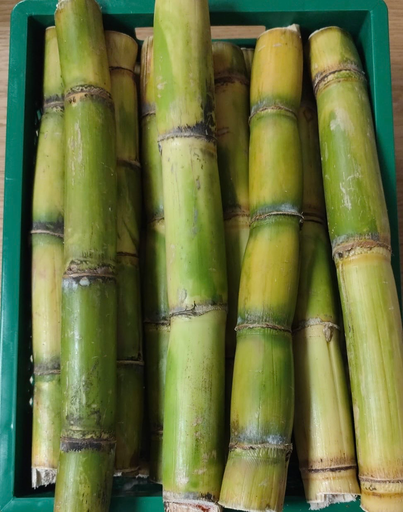 Green Sugar Cane (Prix/Piece)