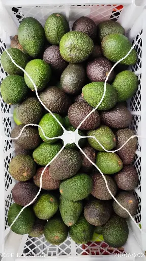 Avocat Hass Petit _ 1 pièce