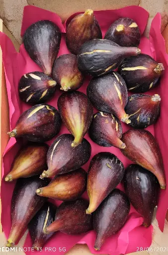 Figues noires 1 pièce