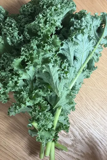 Kale / Chou Frisé (Chou Sud-Est France)